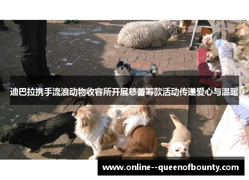 迪巴拉携手流浪动物收容所开展慈善筹款活动传递爱心与温暖